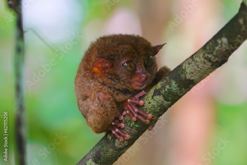 Philippine tarsier, Bohol Island, Philippine photo