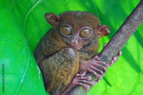 Philippine tarsier, Bohol Island, Philippine © 昌隆 坂本