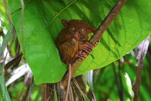 Billede på lærred Philippine tarsier, Bohol Island, Philippine