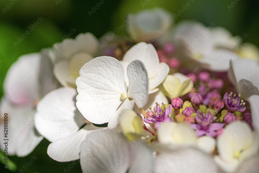Fototapeta premium Nahaufnahme einer Hortensienblüte