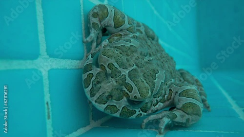 toad in a swimming pool photo