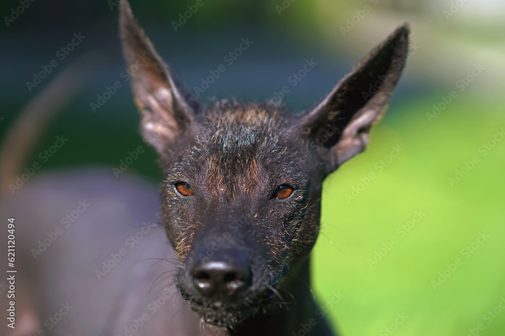 The portrait of a young serious Xoloitzcuintle (Mexican hairless dog) posing outdoors in summer The portrait of a young serious Xoloitzcuintle (Mexican hairless dog) posing outdoors in summer