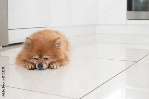 A pomeranian dog lying on kitchen floor, waiting for owner to come home