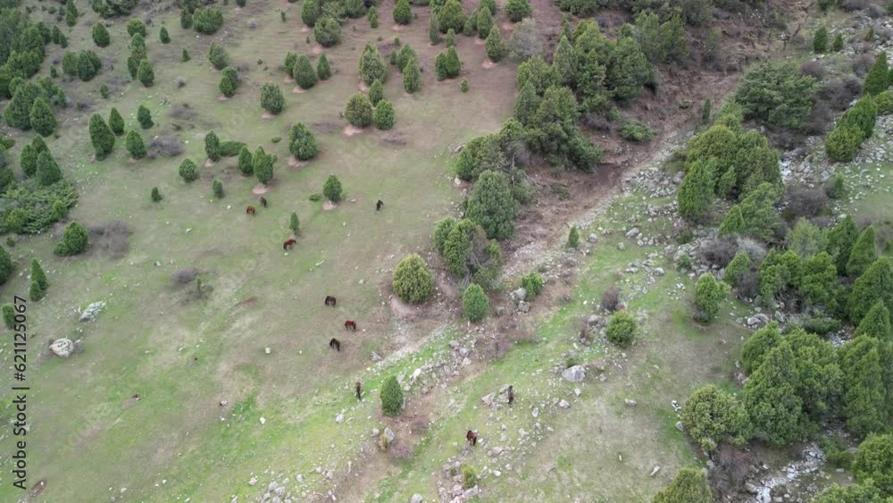 Alamedin Gorge horses pasture at the mountain valley, drone rotation shot Alamedin Gorge horses pasture at the mountain valley, drone rotation shot