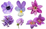 Set of purple flowers isolated on transparent background