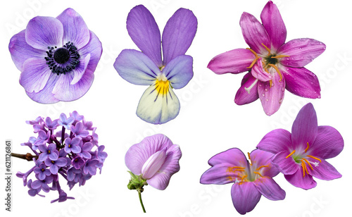 Set of purple flowers isolated on transparent background © Kuan