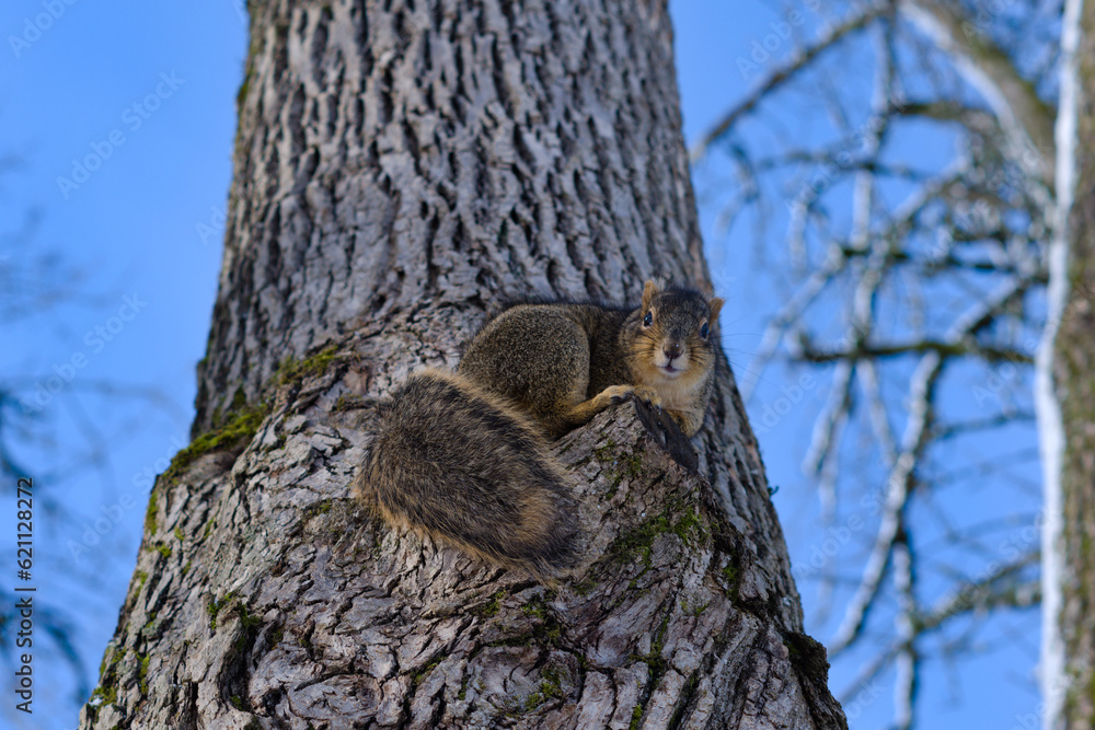 Obraz premium Squirrel in the with forest.