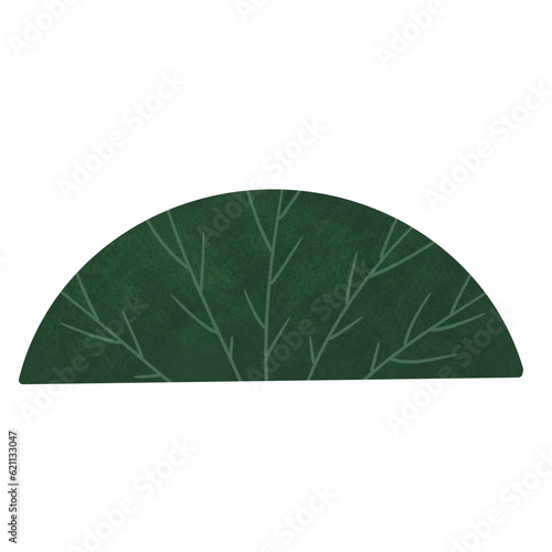 green leaf isolated on white