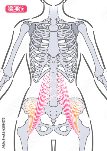 女性の腸腰筋