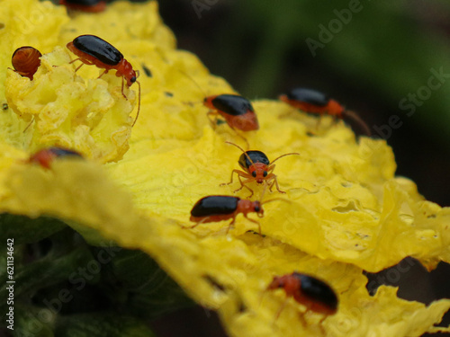 Obraz na płótnie Pumpkin beetle or Cucurbit Leaf Beetle or Yellow Squash Beetle are eating zucchini flowers