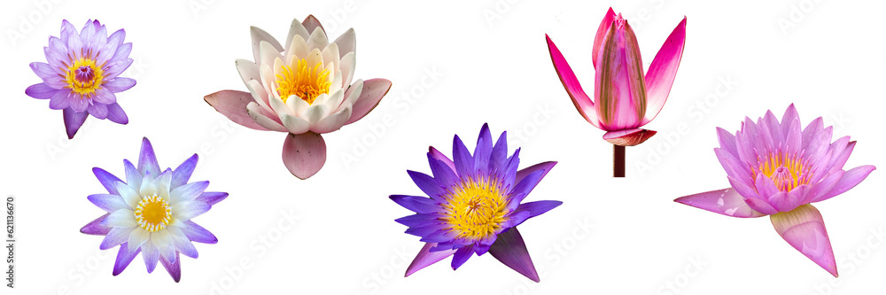 Collection Lily flowers isolated on transparent background