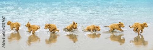Fototapeta Naklejka Na Ścianę i Meble -  Puppy Beach Day