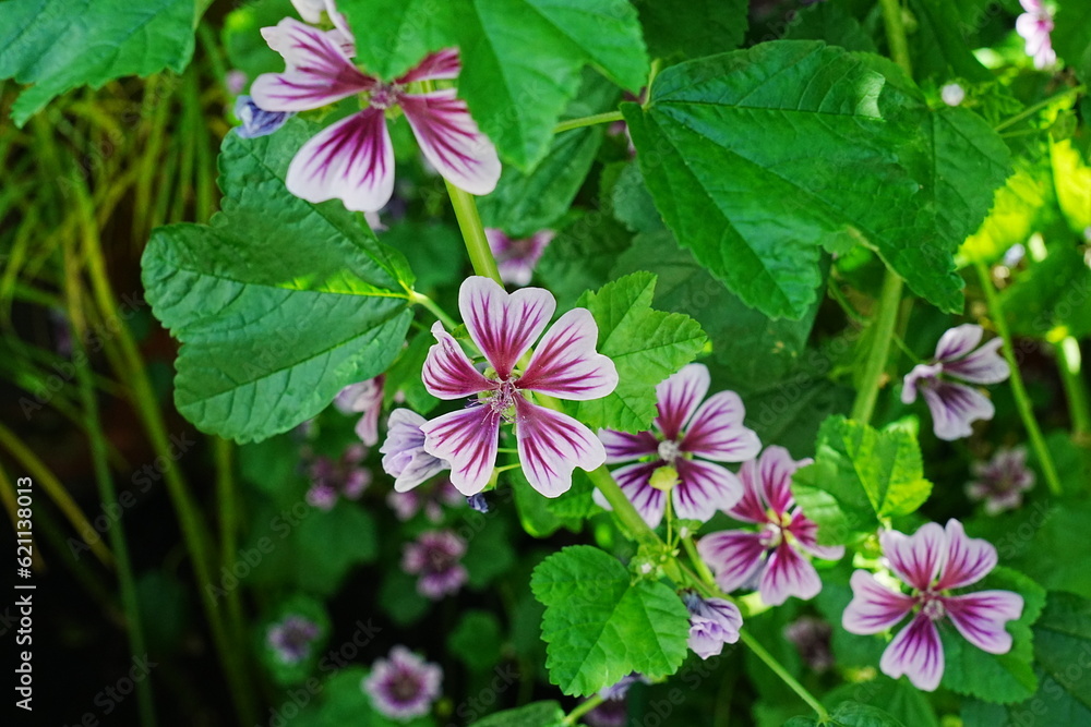 Malva sylvestris var. mauritiana Malva Malva sylvestris var. mauritiana Malva
