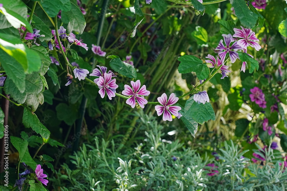 Malva sylvestris var. mauritiana Malva Malva sylvestris var. mauritiana Malva