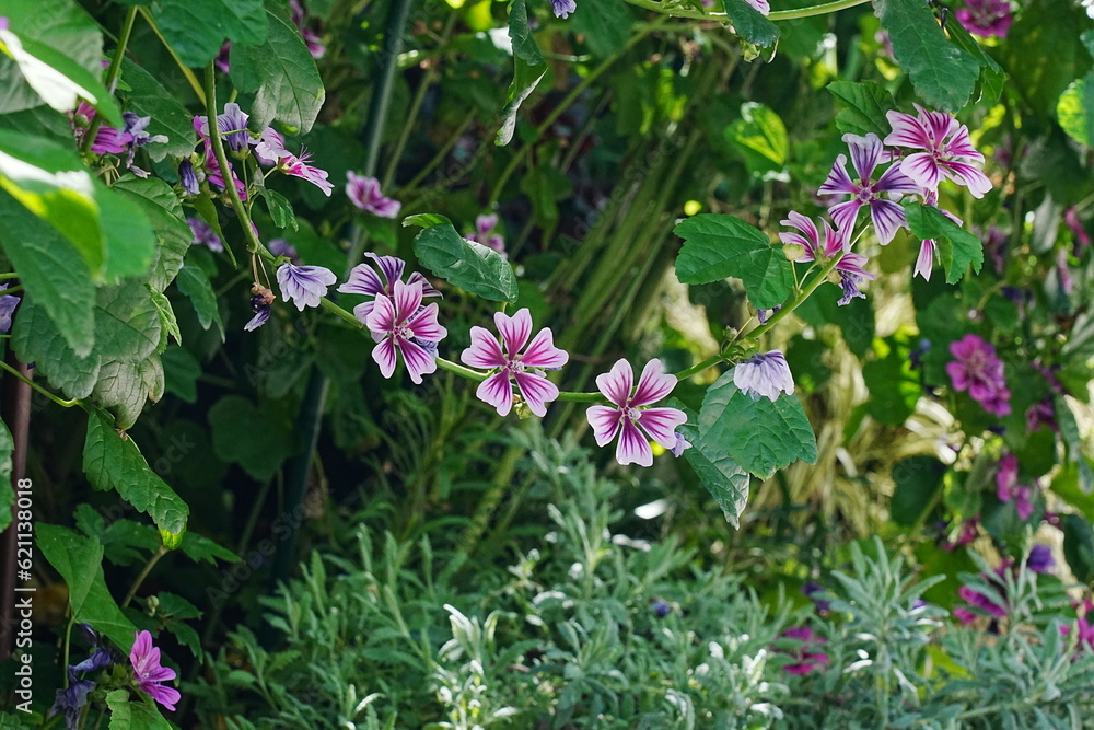 マルバ・シルベストリス・バー・モーリシャス(Malva sylvestris var. mauritiana) マルバ・シルベストリス・バー・モーリシャス(Malva sylvestris var. mauritiana)