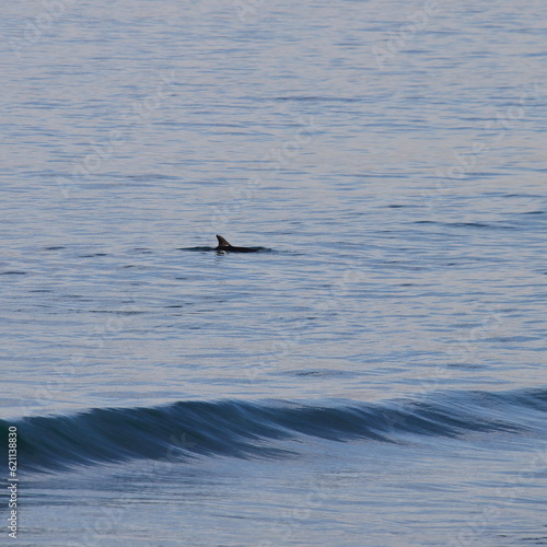 Dolphin at Cronulla Beach