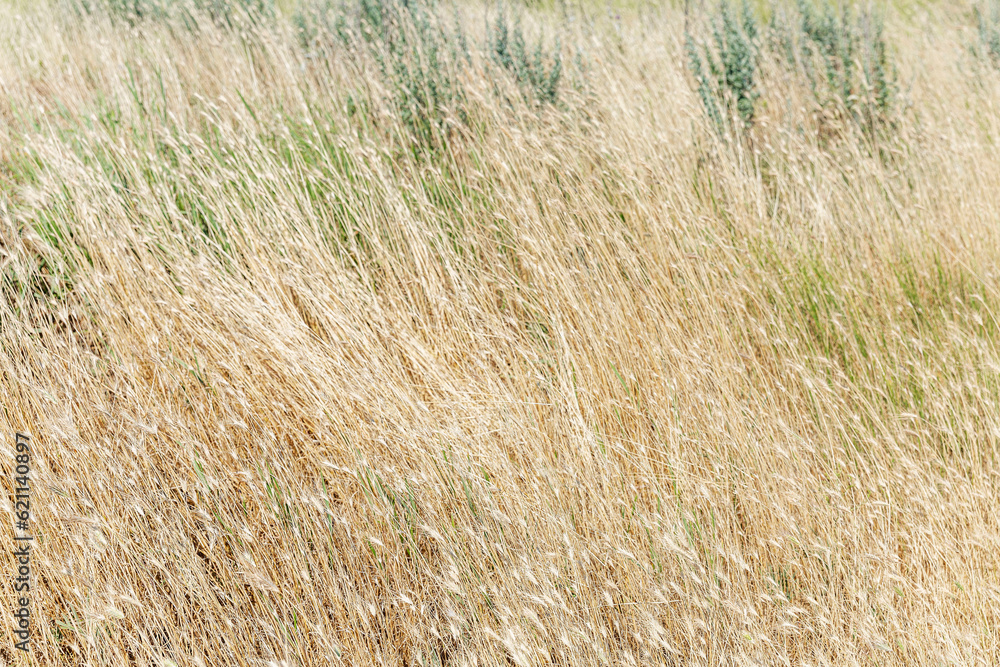 Golden dry grass. Background. Space for text. Golden dry grass. Background. Space for text.