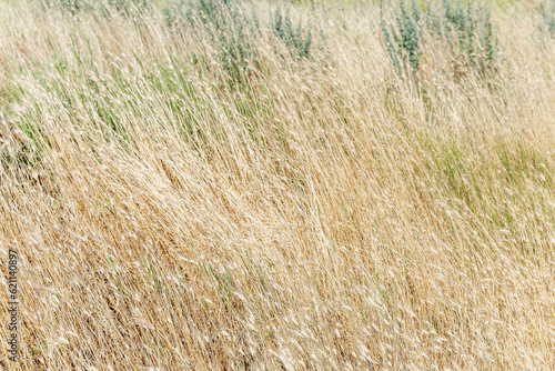 Golden dry grass. Background. Space for text.