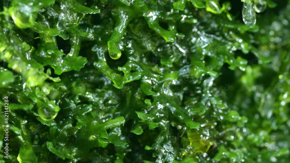 コケから湧き水が落ちる コケから湧き水が落ちる