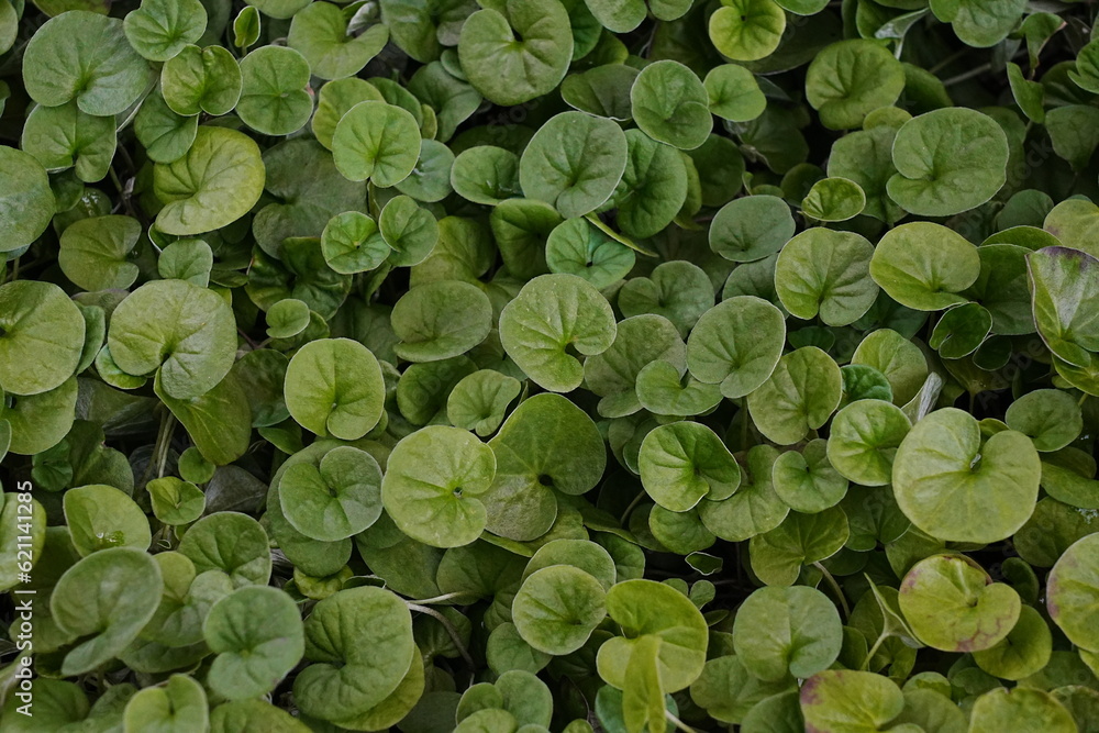 green leaves background green leaves background