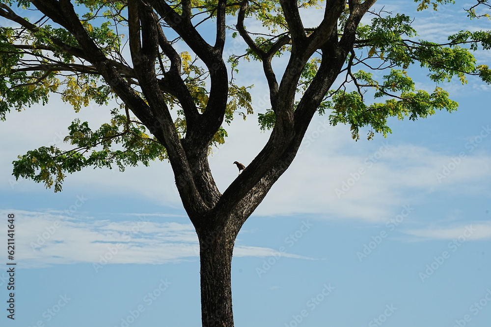 Fototapeta premium tree and sky