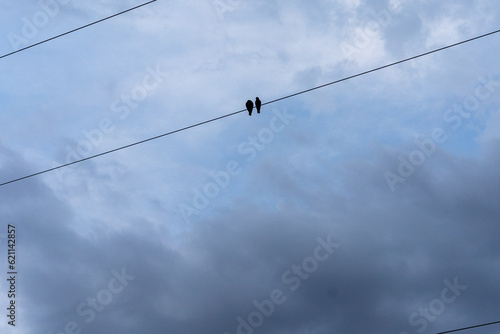 Two birds perched on wires beautiful blue sky 