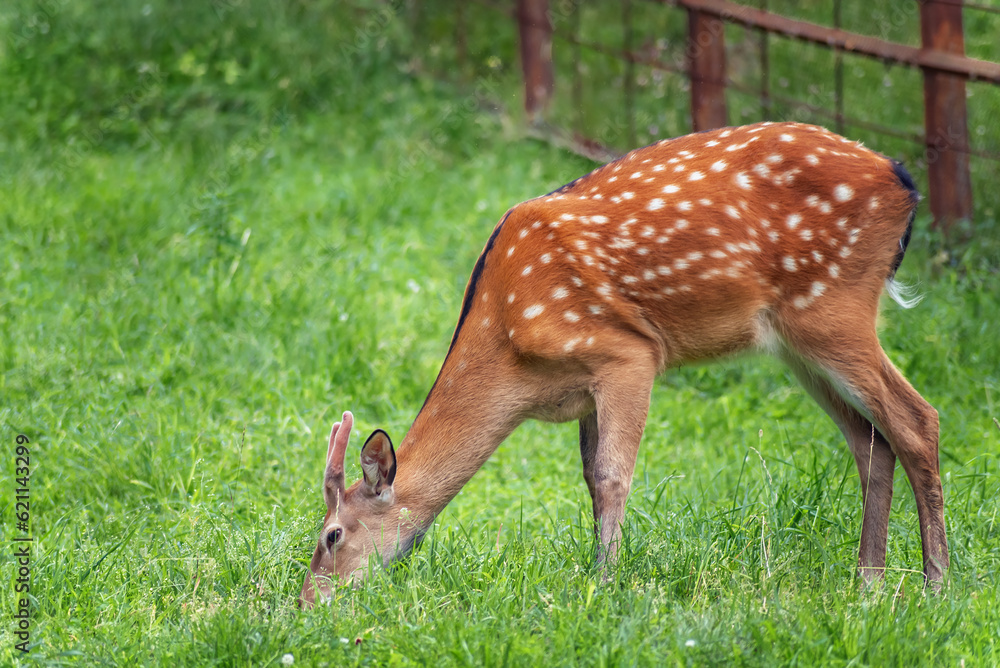 young wild deer grazing, selective focus, close-up young wild deer grazing, selective focus, close-up