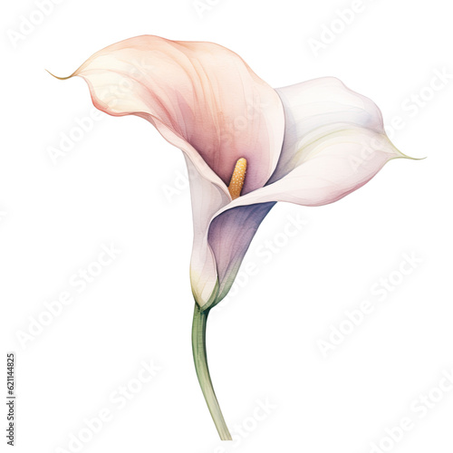 Fotografiet a single wedding calla lily in watercolor style isolated on a transparent backgr