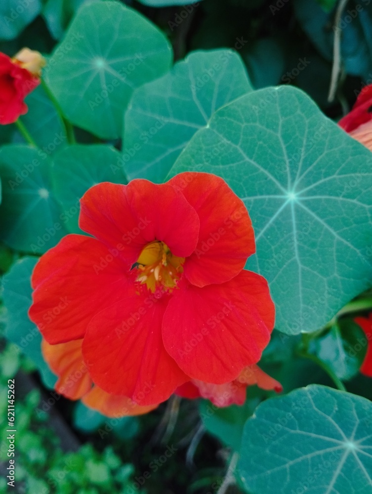 Bali Island,24 June 2023 : Red nasturtium flower with green leaves in the garden, Indonesia Bali Island,24 June 2023 : Red nasturtium flower with green leaves in the garden, Indonesia