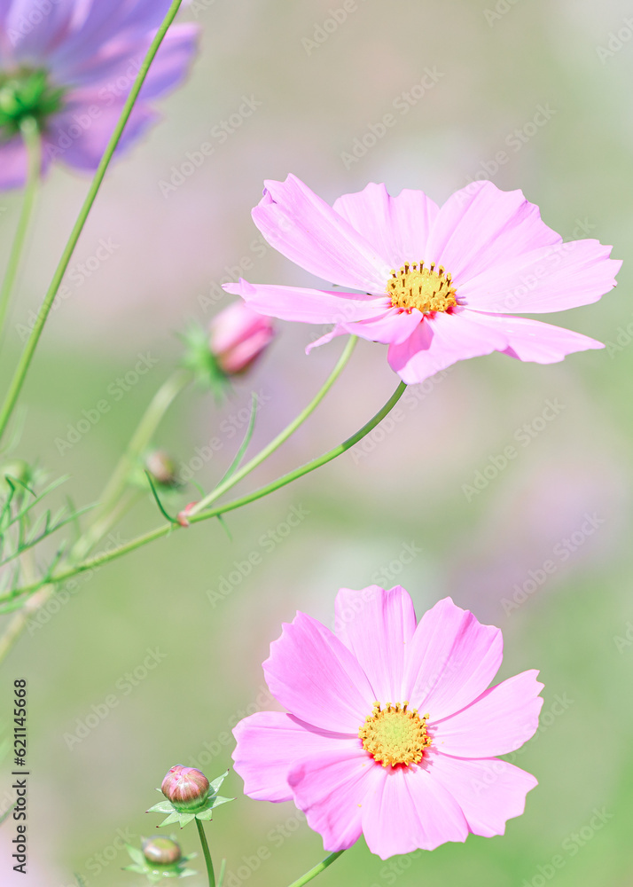 Obraz premium ピンクの秋桜|縦構図