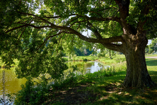 Fototapeta Naklejka Na Ścianę i Meble -  Large shady tree near a pond on a pretty summer day near Minneapolis Minnesota