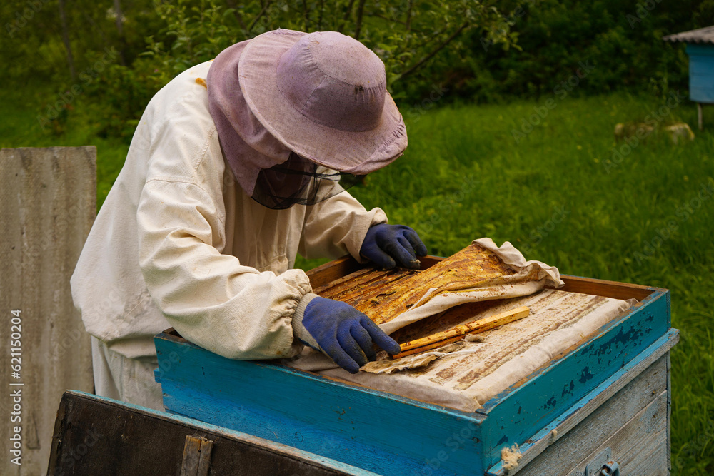 Happy Professional beekeeper in protective hat is busy on apiary, staying behind the hive, with bee hive tool in hand, takes the beehive frame out of the hive and inspects it Happy Professional beekeeper in protective hat is busy on apiary, staying behind the hive, with bee hive tool in hand, takes the beehive frame out of the hive and inspects it