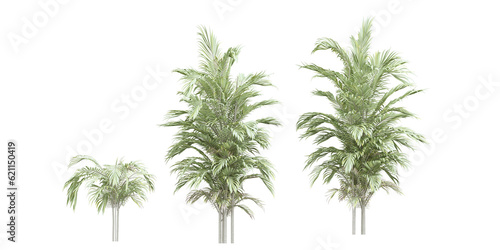 palm tree isolated on white background © png