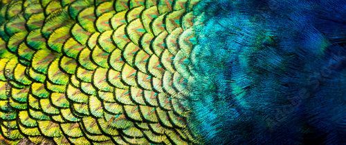 Pattern and beauty of peacock feathers