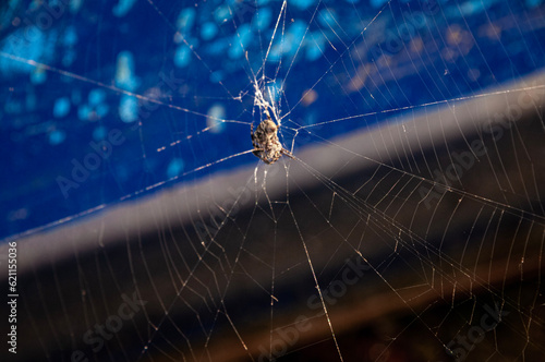 spider on web