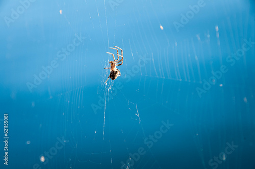 Spider on the web