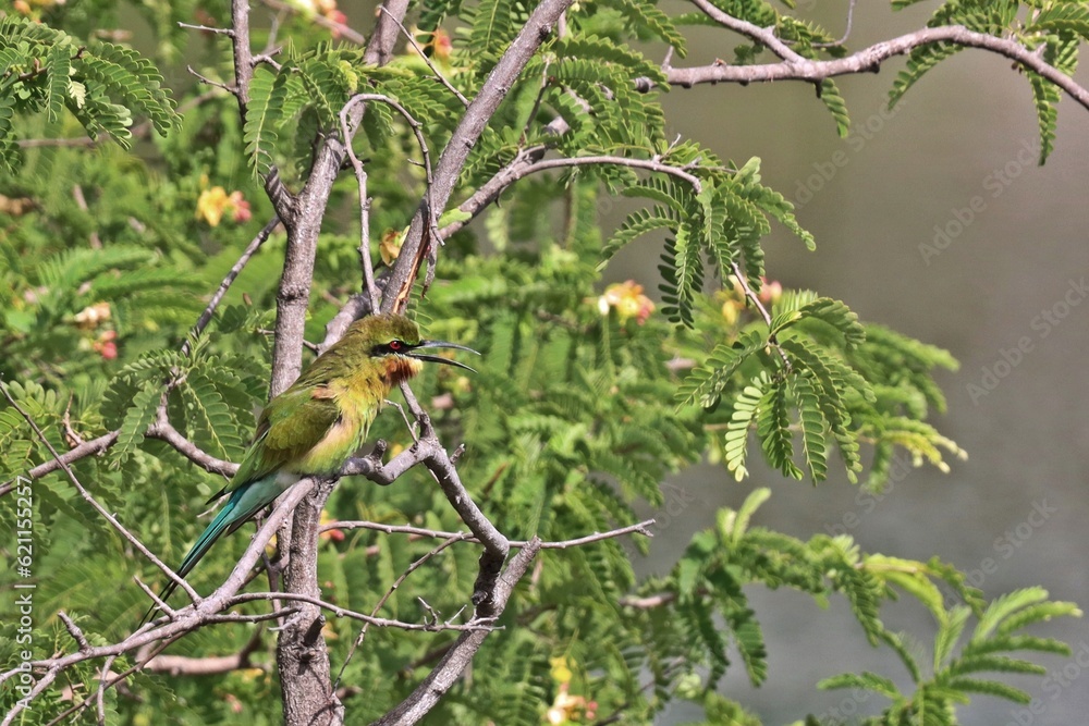 Fototapeta premium Blue-tailed bee-eater (Merops philippinus) bird perching on tree