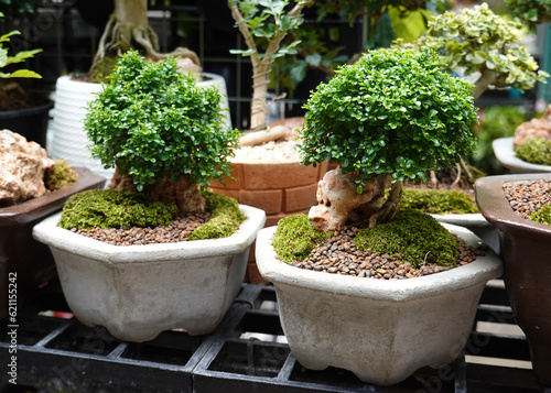 bonsai trees in pots in outdoor garden shop. 