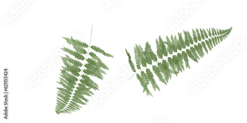 fern leaf isolated on white