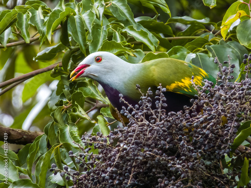 Wompoo Fruit-Dove in Queensland Australia photo