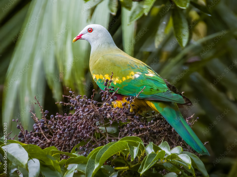 Obraz premium Wompoo Fruit-Dove in Queensland Australia