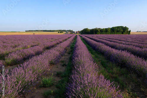 Lavender fields in the French Gatinais Regional Nature park