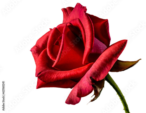 Rose PNG transparent background and clipart