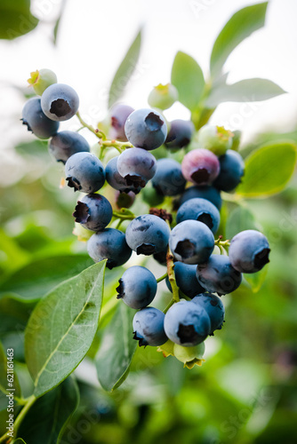 Homegrown huckleberry in the backyard close up. Ripe blueberry berries on the bush. Highbush or tall blueberry cluster. Harvest of blueberry in the garden
