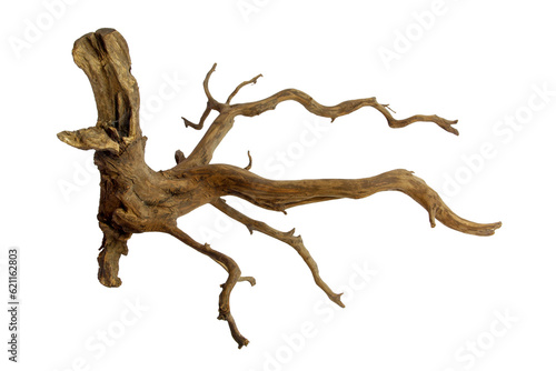 Unique stump driftwood with texture roots branched isolated on transparent background. PNG transparency