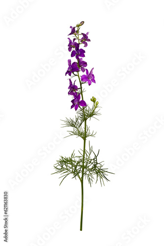 Botanical collection. Wild meadow flower Consolida ajacis purple isolated on a white background. 