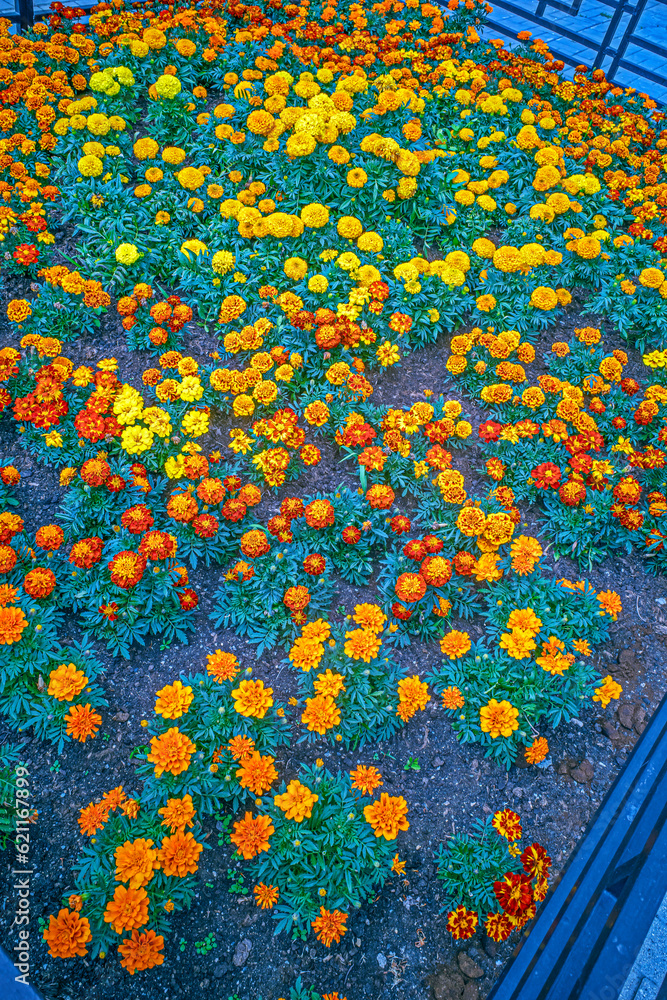 A fragment of a flower bed in the park on a summer day A fragment of a flower bed in the park on a summer day