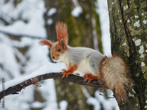 Squirrel in the winter forest. © PhotoBetulo