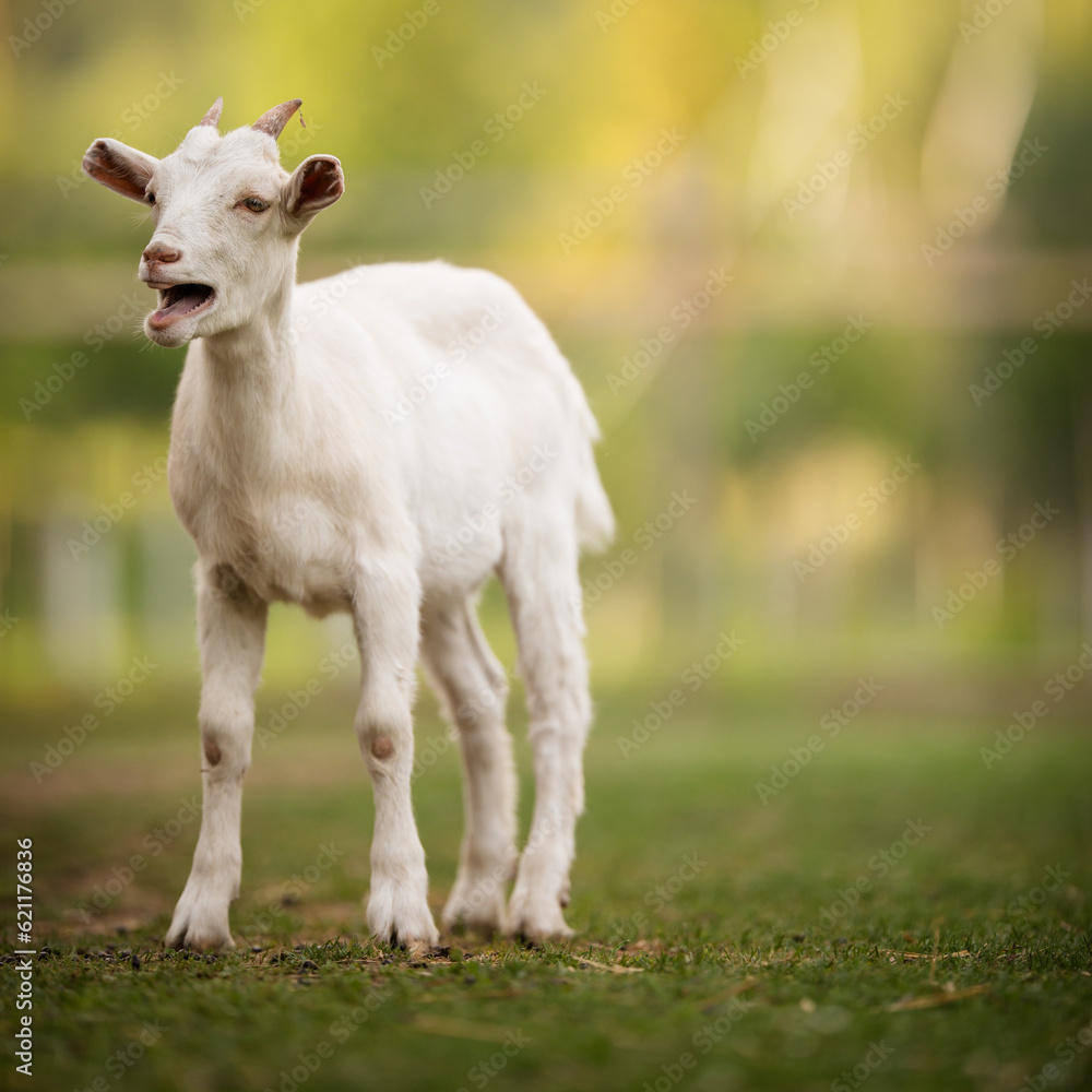 Cute goats on an organic farm, looking happy, grazing outdoors - respectful animal farming