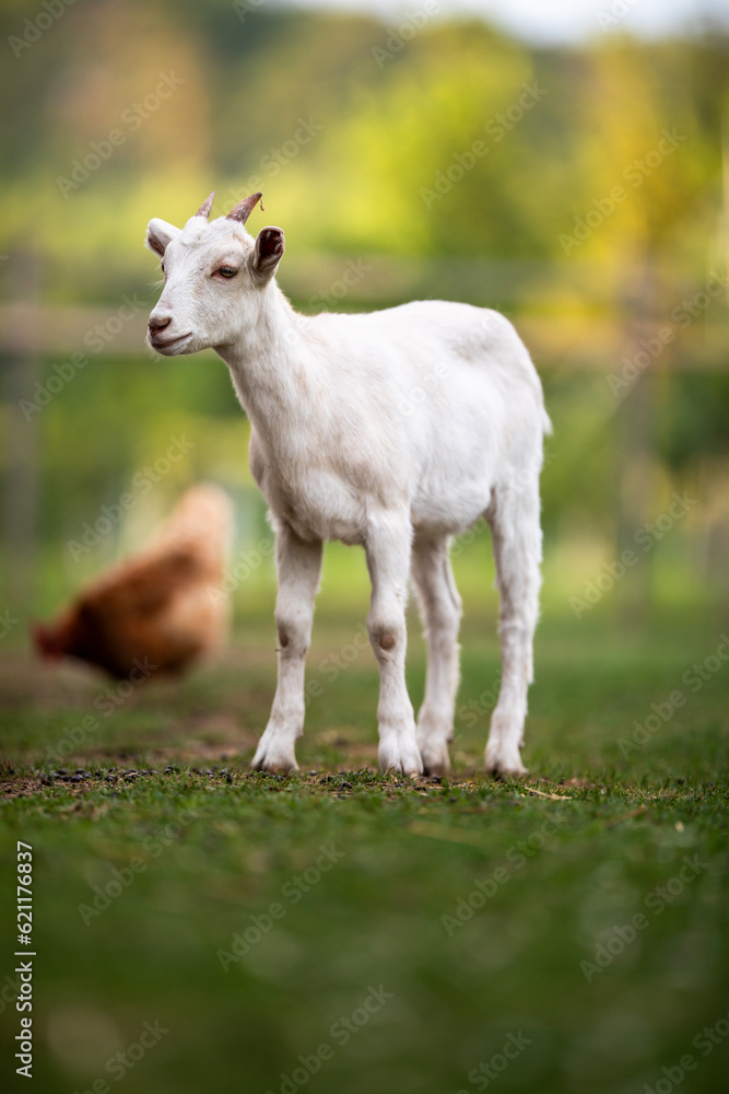 Cute goats on an organic farm, looking happy, grazing outdoors - respectful animal farming